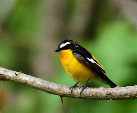 鳥 庭|庭に野鳥を呼ぼう！！